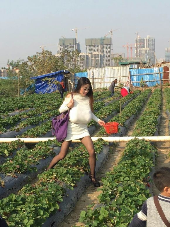 你们那里有这种草莓基地吗？