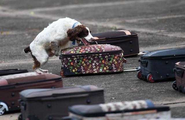 英国警犬嗅出5千万走私烟 黑帮悬赏22万要其”狗头”