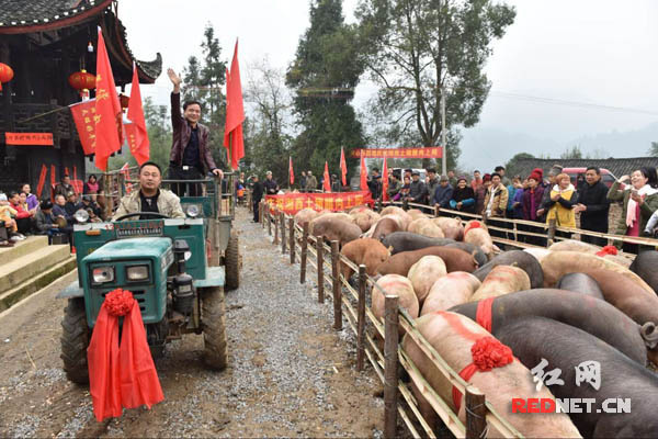 湖南湘西一村举办“阅猪仪式” 庆祝腊肉上网走进千家万户