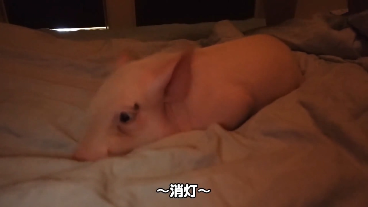 100天后就会被吃的猪