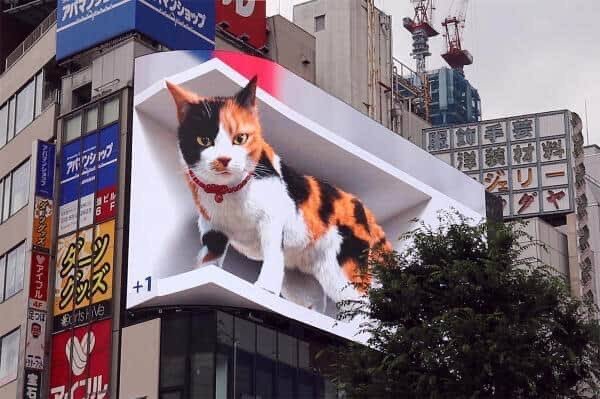 因为故障回不去家的巨大猫猫。（via twi cross_s_vision） ​​​​