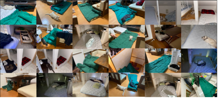 日本法政大学研究猫猫对人身体和心理的影响