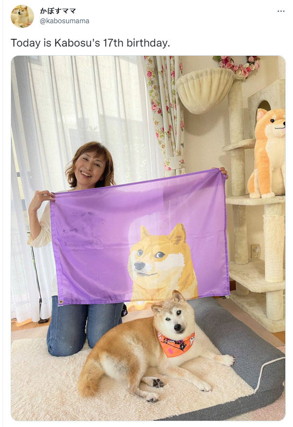 柴犬表情包本尊KABOSU身体变得很糟糕
