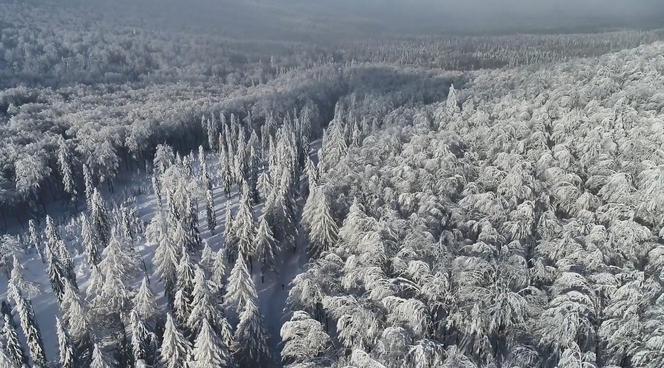 Wallpaper Engine 雪山树林航拍 动态壁纸电脑版下载